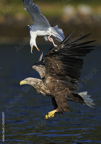 White tailed sea eagle (Haliaeetus albicilla) in flight being mobbed by Greater black backed gull (Larus maritimus) Flatanger, Norway, August 2008 photo