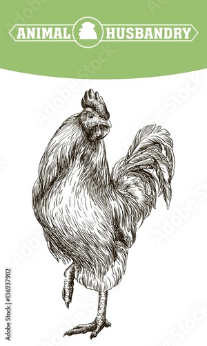chicken breeding. animal husbandry. livestock
