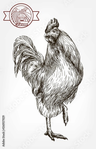 chicken breeding. animal husbandry. livestock
