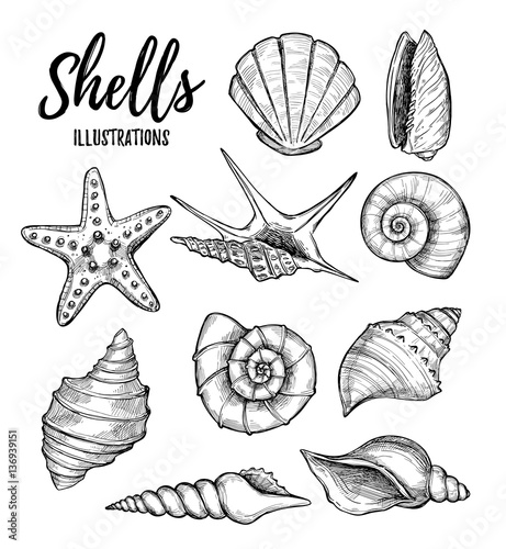 Hand drawn vector illustrations - collection of seashells. Mari