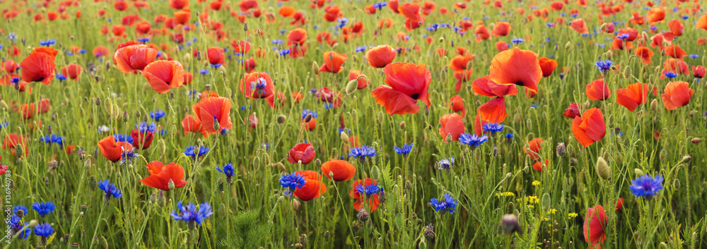 Fototapeta premium panorama of wild poppies