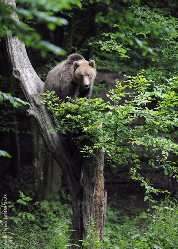 Eurasian brown bear (Ursus arctos arctos) at a bear watching site in Sinca Noua, Piatra Craiului National Park, Southern Carpathians, Rewilding Europe site, Romania photo