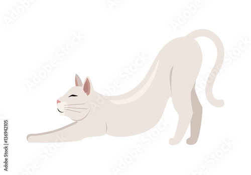 Burmilla Shorthair Cat Flat Vector Illustration