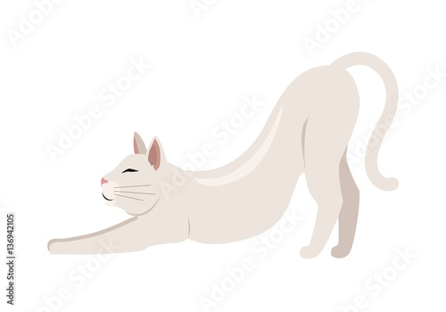 Fotografie Burmilla Shorthair Cat Flat Vector Illustration