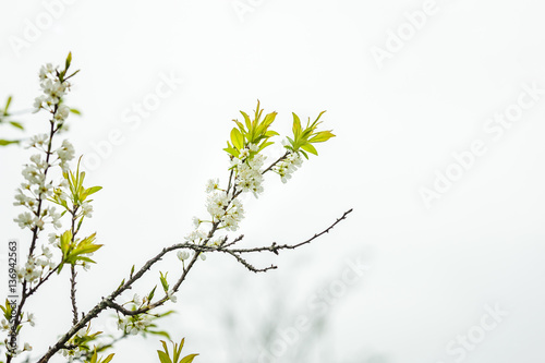 Plum flowers at Moc chau town