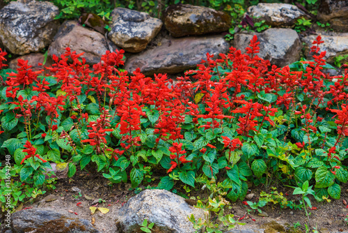 Brilliant scarlet salvia splendens flowers in garden. This plant is also called scarlet sage or tropical sage.