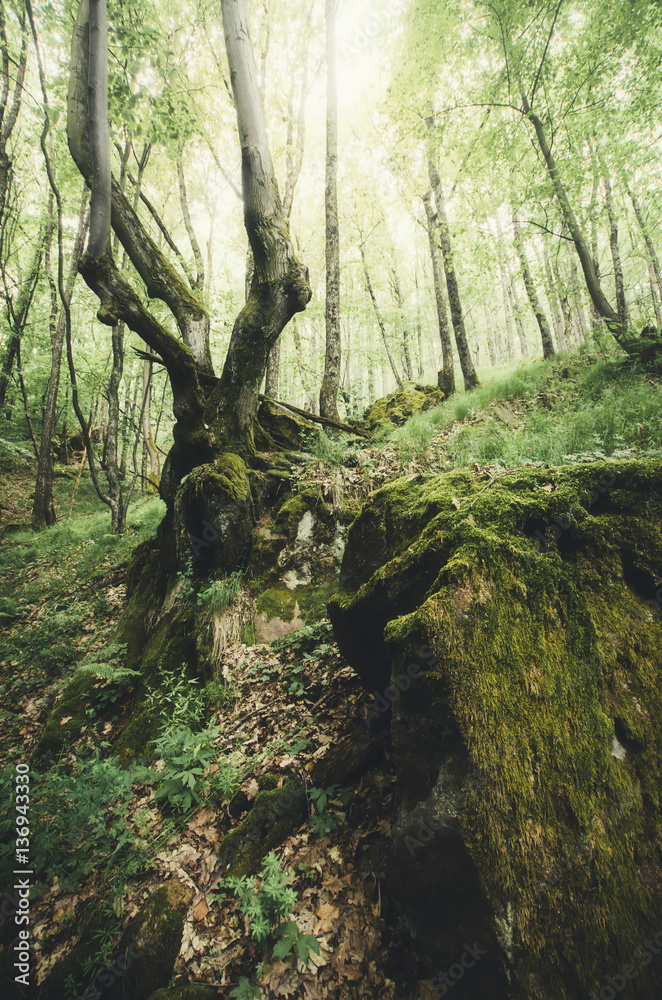Wilderness forest scenery. Green natural landscape with old tree, roots, rock and moss in woods Wilderness forest scenery. Green natural landscape with old tree, roots, rock and moss in woods