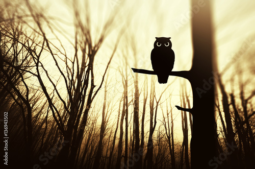 Owl on tree branch at sunse...