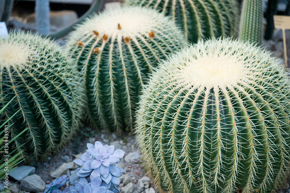 green spiky cactus flower with thorns green spiky cactus flower with thorns