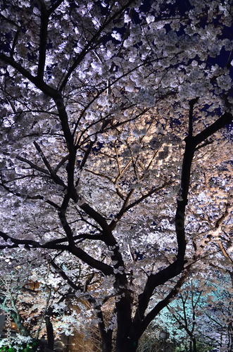 Illuminated cherry blossom, Kyoto Japan 夜桜 京都