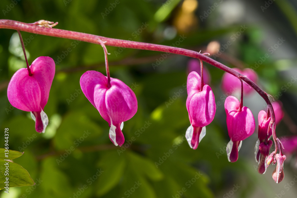 Dicentra spectabilis pink. Romantic flower Dicentra spectabilis pink. Romantic flower