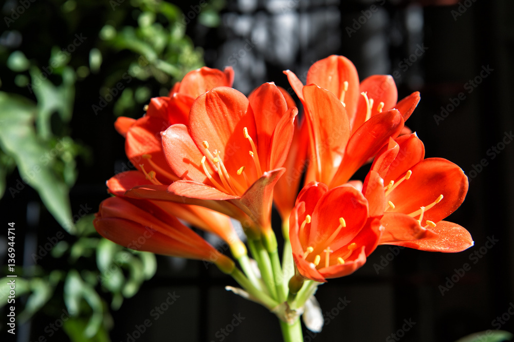 beautiful alstromeria flowers red color as natural background beautiful alstromeria flowers red color as natural background
