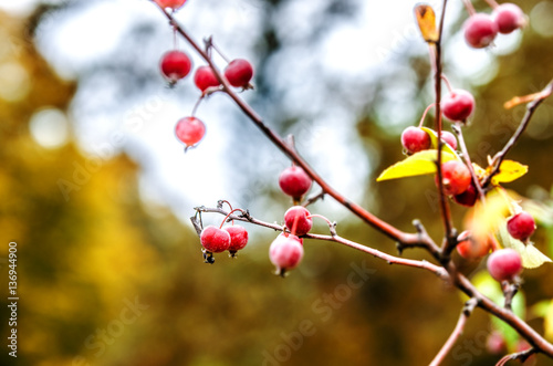 Small wild apples on a branch among yellow foliage.