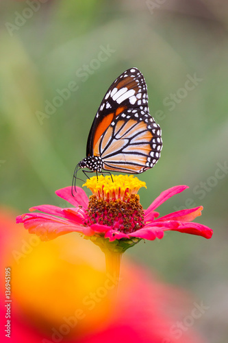 Butterflies, flowers, nature
