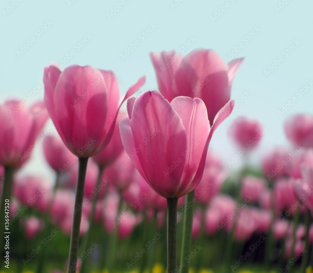 Fototapeta premium Red tulips on background sky