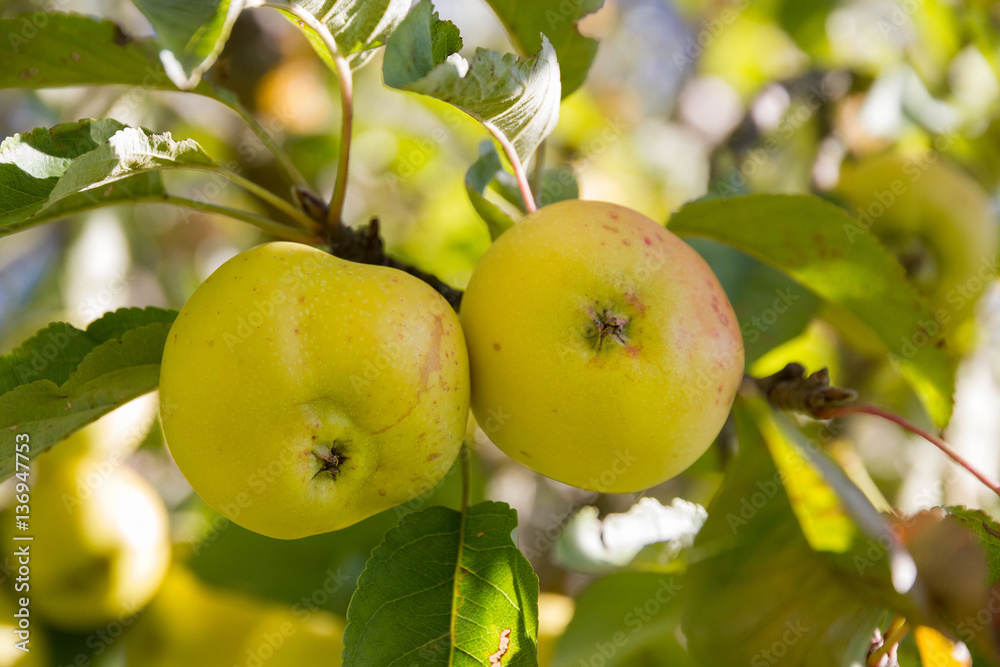 Dos Manzanas en el Arbol Dos Manzanas en el Arbol