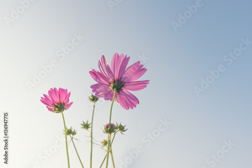 Pink  red and white cosmos flowers garden