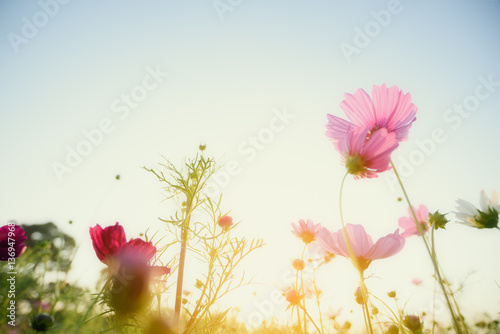 Pink  red and white cosmos flowers garden