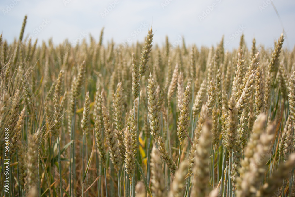 Yellow ripe ears of wheat in field late summer Yellow ripe ears of wheat in field late summer