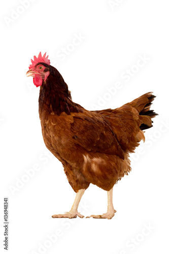 full body of brown chicken ,hen standing isolated white backgrou