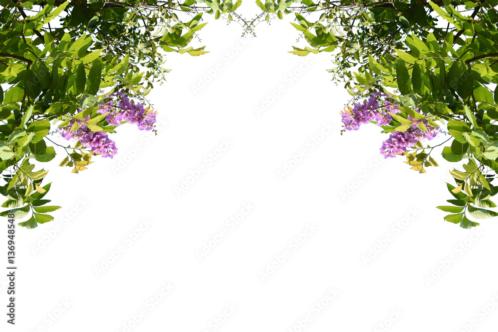 Inthanin green leaves, pink flowers isolated on white background Inthanin green leaves, pink flowers isolated on white background