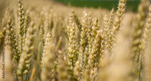 Yellow ripe ears of wheat in field late summer