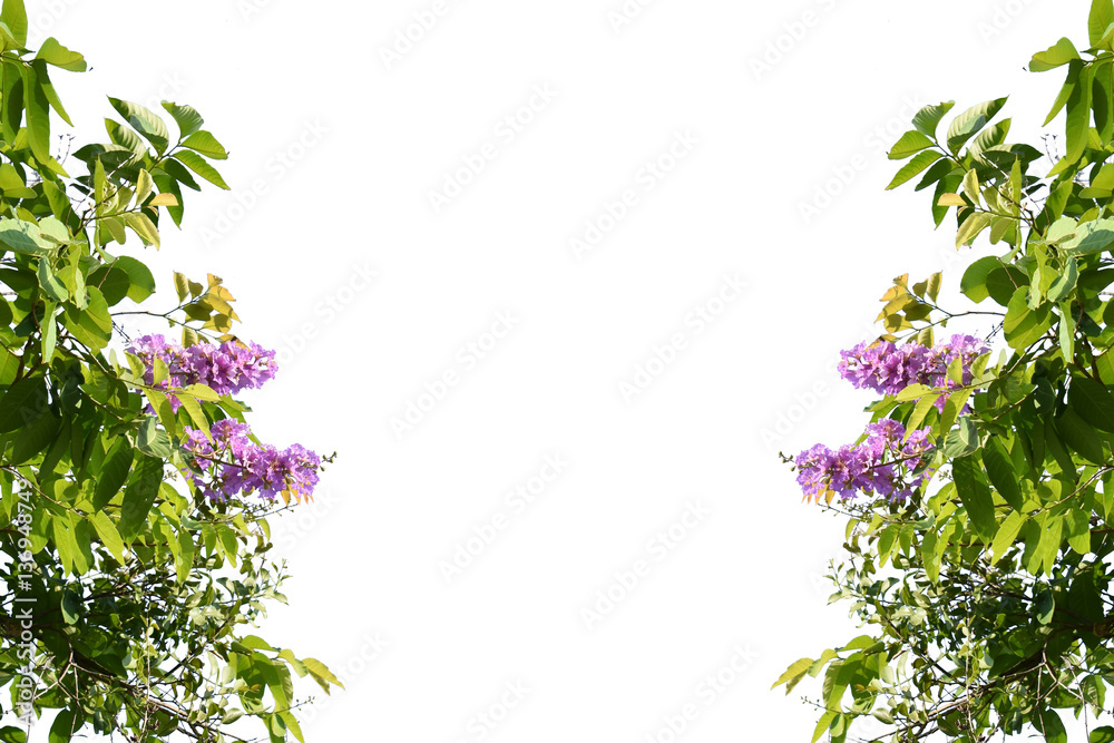 Naklejka premium Isolated on white background, Green leaves inthanin, Pink flower