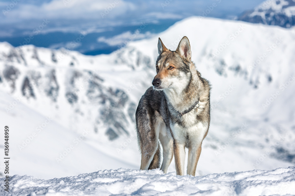 Wolfdog in winter mountains
