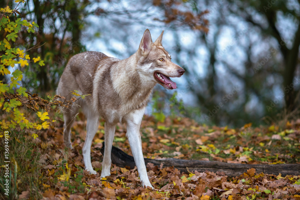 Fototapeta premium Wolfdog in autumn nature