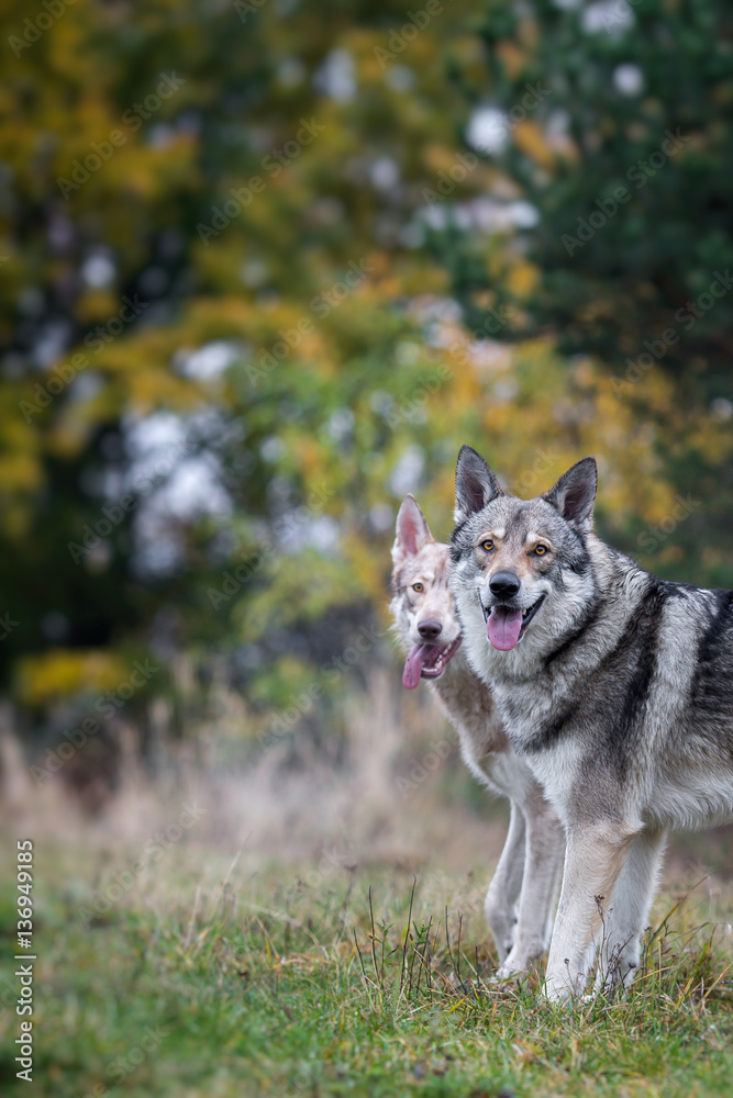 Wolfdog in autumn nature