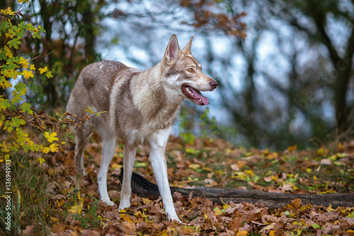 Fototapeta Naklejka Na Ścianę i Meble -  Wolfdog in autumn nature