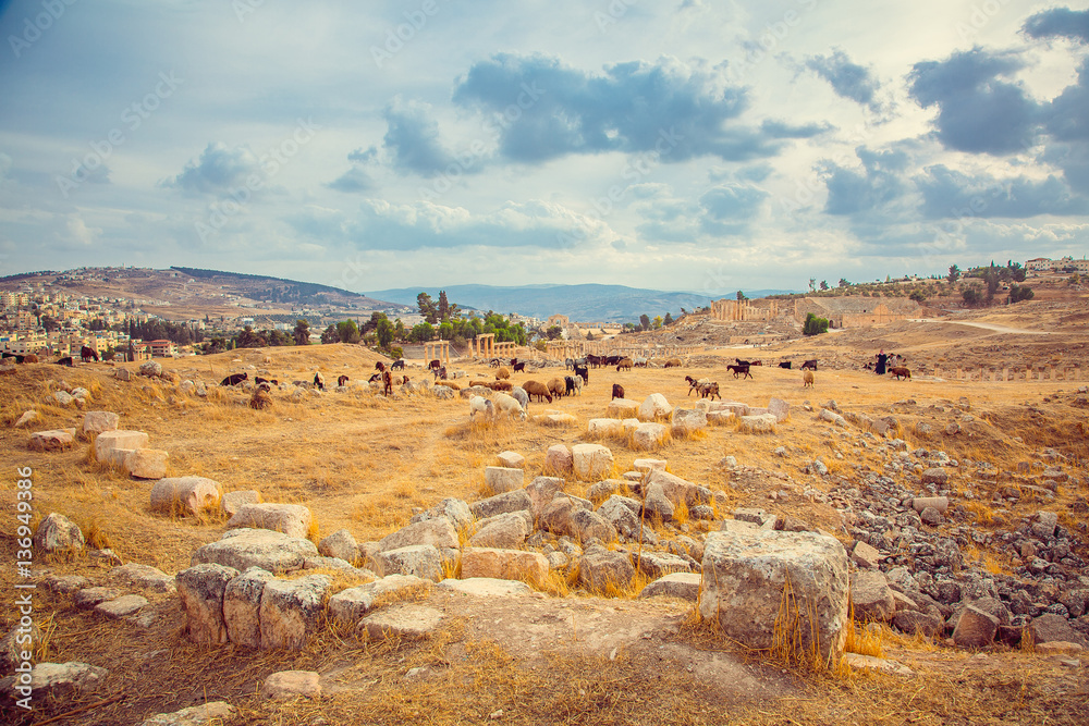 goats walk on ruins of ancient city of Jerash, Jordan
