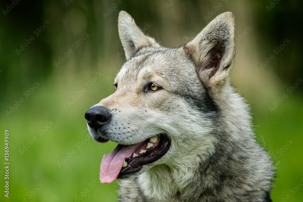 Wolfdog on green graas