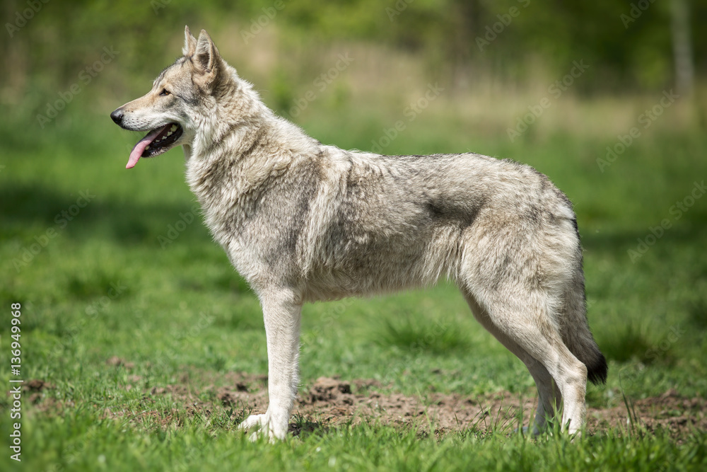 Fototapeta premium Wolfdog on green graas