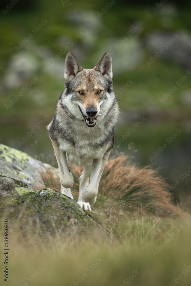 Wolfdog in nature