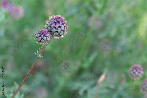 The barbed head of a Thistle close up on blurred background. Natural background with plant of Arctium tomentosum. Natural landscape.