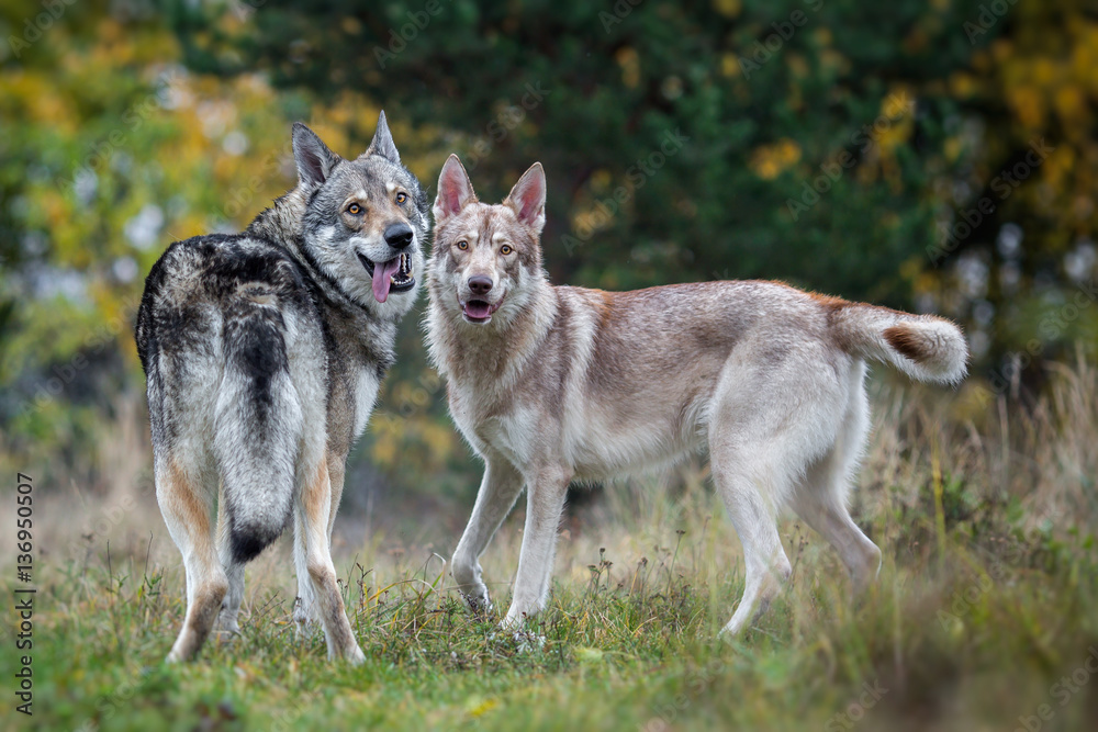 Couple of wolfdogs in nature