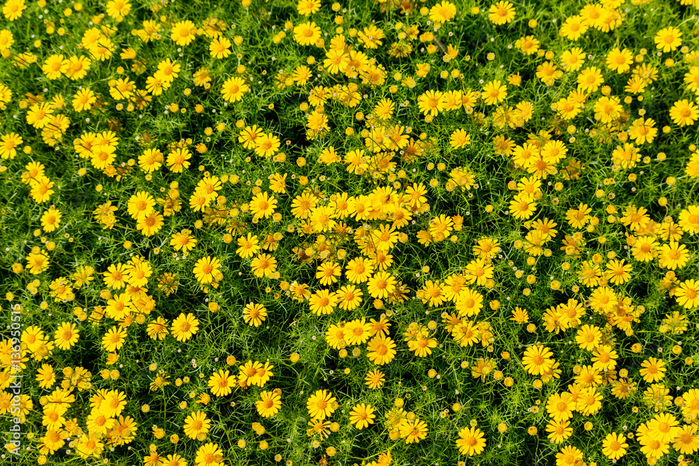 yellow Cosmos flowers blooming in the garden