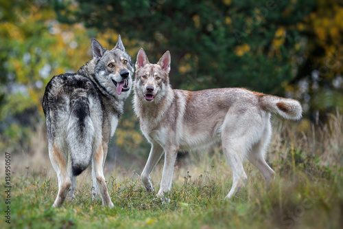 Couple of wolfdogs in nature