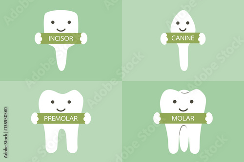 tooth type - incisor, canine, premolar, molar