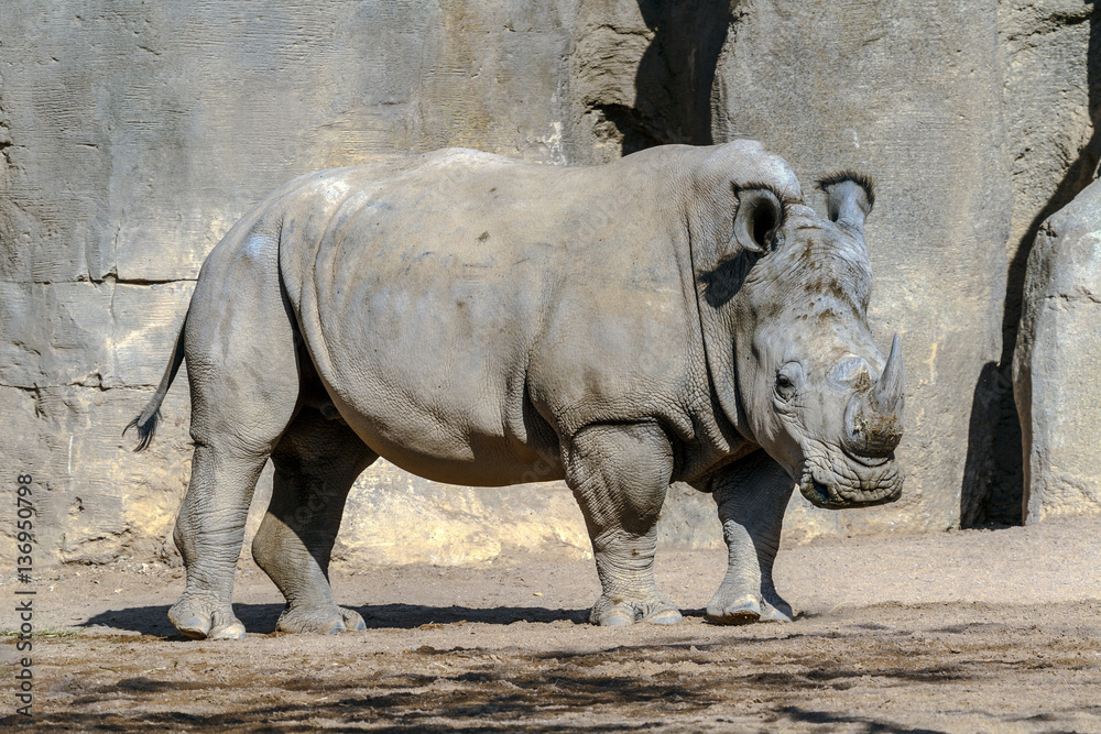 Obraz premium white Rhinoceros