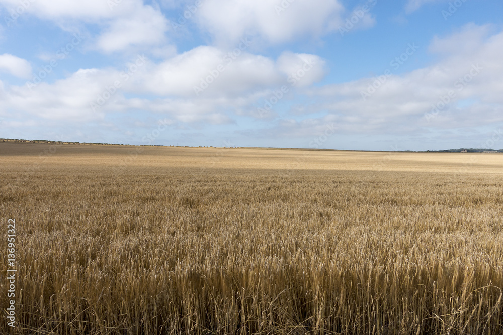 Wheat Field ready for Harvest