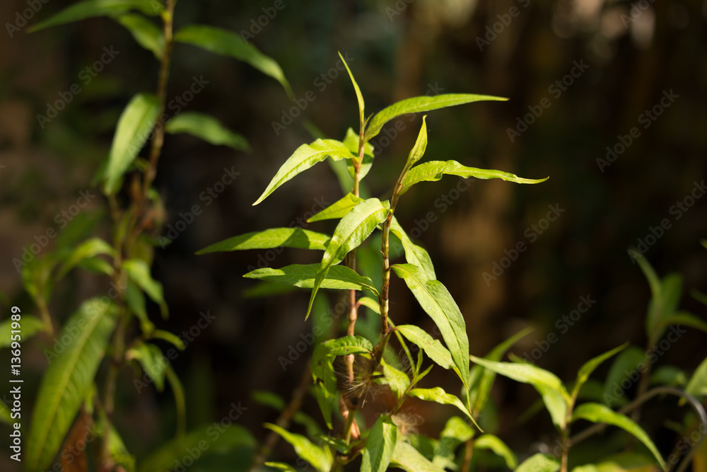 Green lead Persicaria odorata