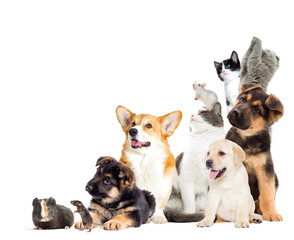 set pet looks