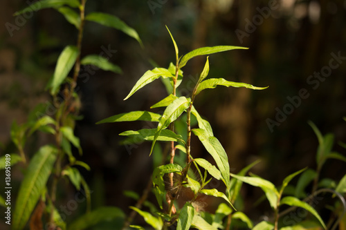 Green lead Persicaria odorata © nitinut380