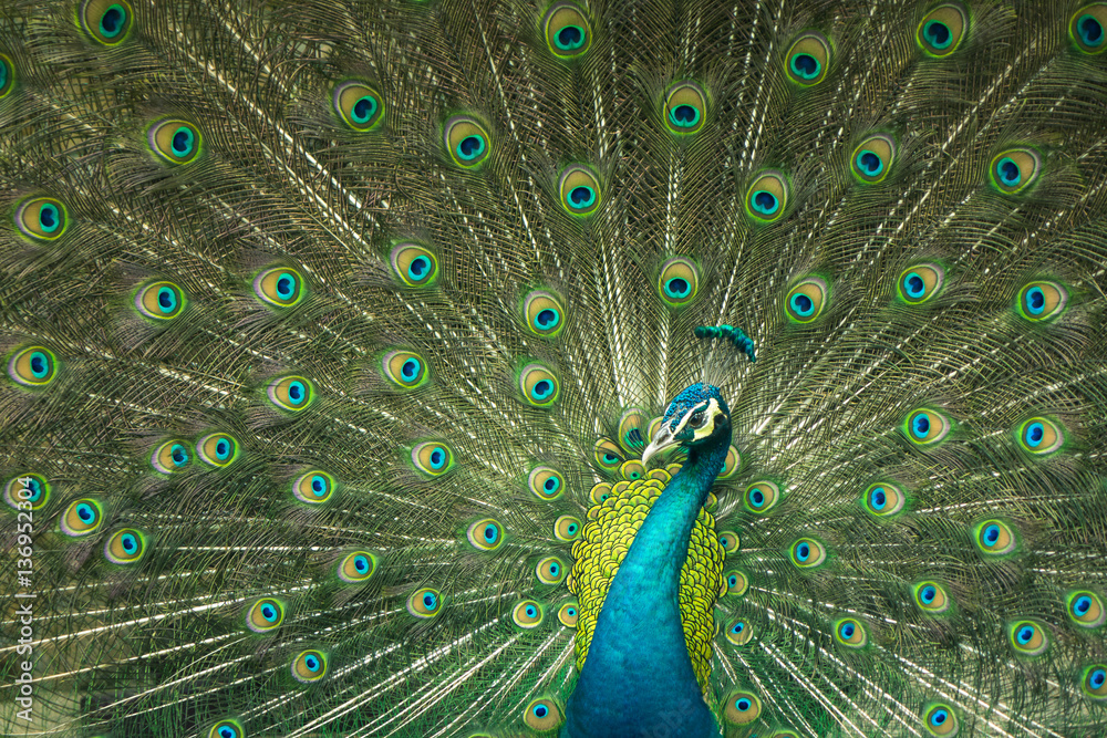 Fototapeta premium close up of peacock showing drametic trail