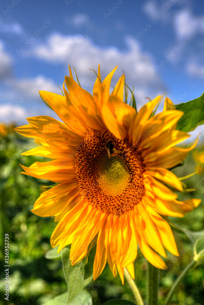 Obraz premium Sonnenblumenblüte