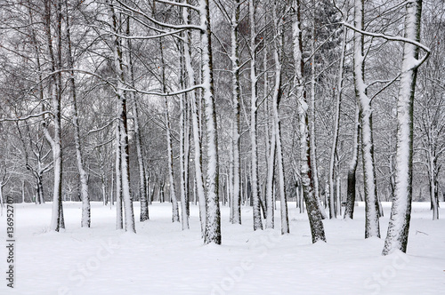 The trunks of deciduous trees covered with snow after a snowfall. Winter background, wallpaper. © struvictory