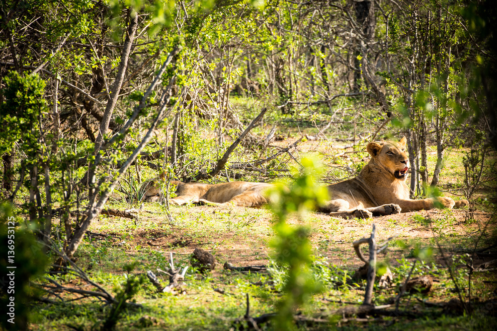 Two lionesses resting in the sun Two lionesses resting in the sun