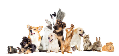 set pet looks